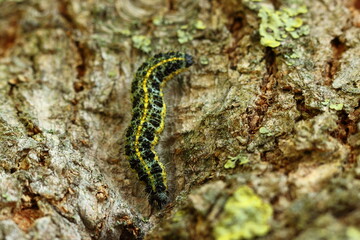 Obraz na płótnie Canvas A caterpillar on a tree on an autumn day.