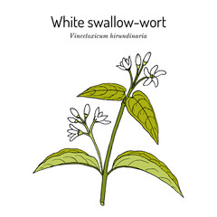 White swallow-wort Vincetoxicum hirundinaria , medicinal plant