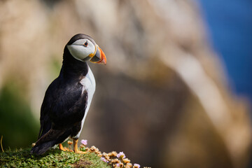 puffin birds on the Saltee Islands in Ireland, Fratercula arctica