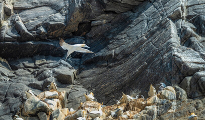 Huge colonies of gannets breeding on the stunning cliffs of the Runde Island on the west coast of Norway, famous for its bird colonies.