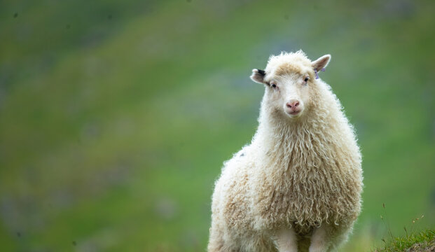 Closeup of a Faroese ram ruminating and resting on the grass fields of Vágar (Vågø) island, Faroe Islands