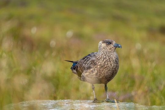 Great skua (Stercorarius skua) on Runde Island on the west coast of Norway, famous for its huge bird colonies.
