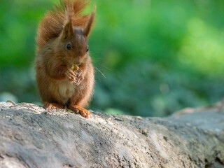 wildlife