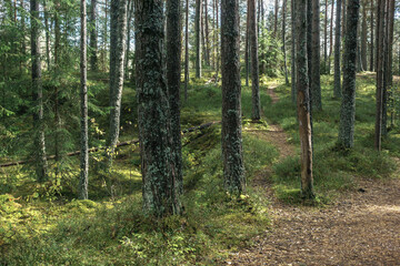 forest trail