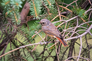 The common redstart, Phoenicurus phoenicurus, young bird, is photographed in close-up sitting on a branch against a blurred background.
