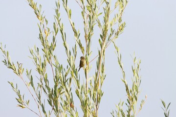 Rožďalovické rybníky-Budčeves