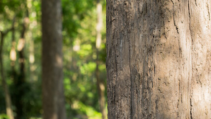 Teak tree in the forest with blurred background