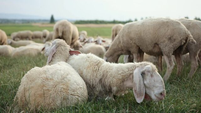 Texel is breed of sheep. Yorkshire, england. Landscape, horizontal. Space copy