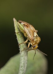 a close-up of lygus bug