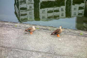 duck in the park