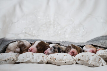 Aussie puppies lie and sleep on white pillows covered with warm gray knitted blanket. Newborn...