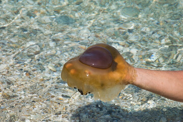 The Mediterranean jellyfish or also known as fried egg jellyfish have appeared in greek waters once...