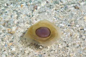 The Mediterranean jellyfish or also known as fried egg jellyfish have appeared in greek waters once again, this year. © ACHILLEFS