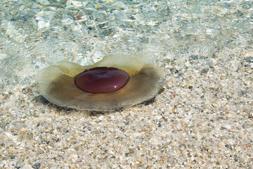 The Mediterranean jellyfish or also known as fried egg jellyfish have appeared in greek waters once again, this year. © ACHILLEFS