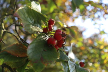 red wild mountain ash begins to bloom and waits for bullfinches