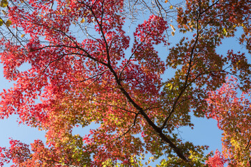 Japanese maple tree leaves changing color 紅葉で葉の色が変化するもみじの木