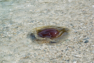 The Mediterranean jellyfish or also known as fried egg jellyfish have appeared in greek waters once again, this year. © ACHILLEFS