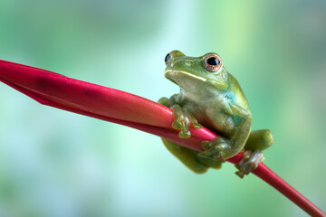 Malayan tree frog perched on red flower