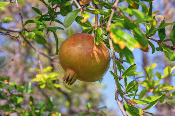 Autumn. Branch of pomegranate tree  with leaves and fruit