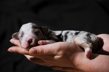 Australian Shepherd sleeps in womens palms on neutral black minimalist background. One thoroughbred newborn dog. Hold newborn puppy aussie blue merle in hands.