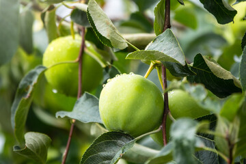 Apple branch close-up with green ripe apples with water drops after rain.