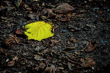 autumn leaves on the ground