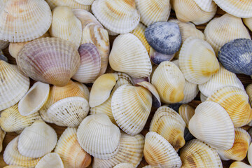 Background of the sea shells. Summer vacation concept
