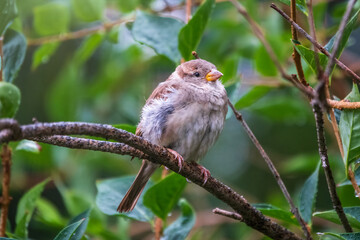 Sparrow sitting on a green birch branch. Sparrow with playful poise on branch of a birch in spring or summer