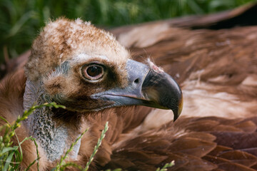 Young Cinereous vulture