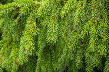 Background of green spruce branches with water drops after rain