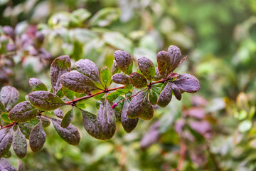 Branches of bushes with green and red leaves with water drops after rain in the sunset light.