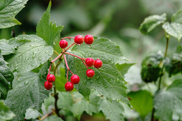 Drops of water on red berries of viburnum after rain