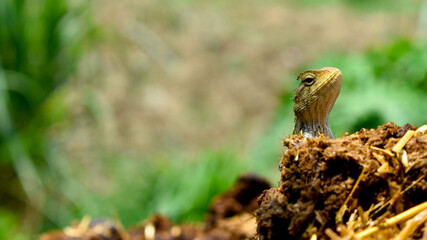 Oriental garden lizard, Calotes versicolor hiding in the field.