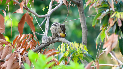 Squirrel eating fruit on the tree.