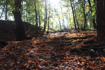 autumn glade where the sun breaks through from behind the yellow crowns of trees. Autumn comes into its own but Indian summer is ahead and cobwebs fly in the air