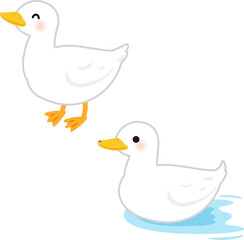 立っているアヒルと水面を移動するアヒル