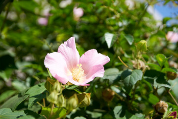 芙蓉・花・アップ・マクロ
