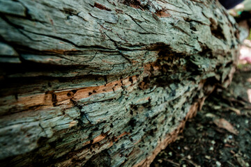 Texture of the bark of an old olbesh tree. Natural background. High quality photo