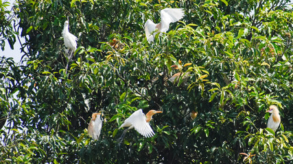 Great Egret Flying and perching on the branch