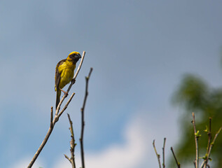 Image of bird (Asian golden weaver) on the branch