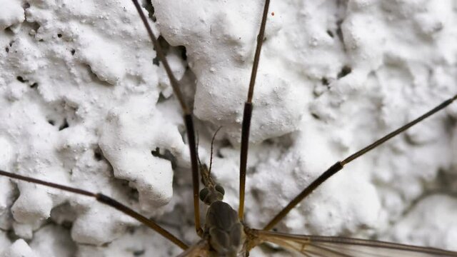 Crane fly or Mosquito hawks close up
