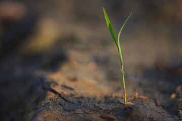 rice planting in the ground