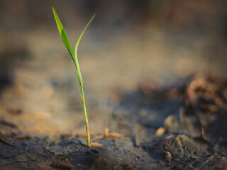 rice planting in the ground