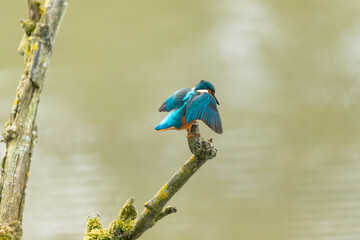 lilac roller on a branch