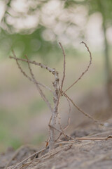 A tree without water dries up