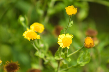 Common fleabane in bloom closeup view with selective focus on foreground
