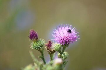 Bug on spiny plumeless thistle in bloom closeup view with blurry background
