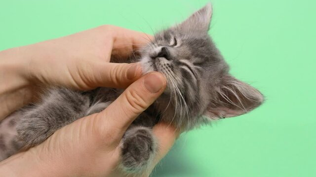 Human hands stroking a gray little kitten on a green background chromakey close-up.