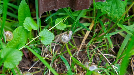 Naklejka na ściany i meble many slugs caught in the garden