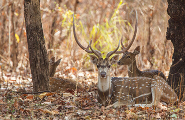 Naklejka na ściany i meble Spotted deer resting on the forest floor looking out for Tigers in Bandhavgarh, India 